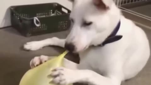 Dog play with balloons