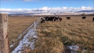 Solar Solace on to a new stockpiled pasture! The coldest night of the season!