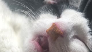 Snoozing Kitty Eats Treats in Her Sleep