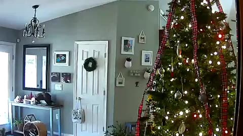 Clever Dachshund Is a Christmas Cookie Thief
