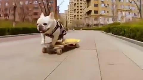 The Skateboarding Bulldog