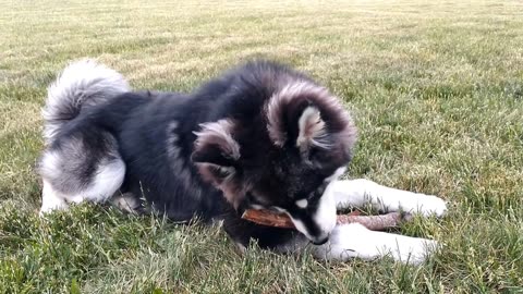 7 Month Old Malamute