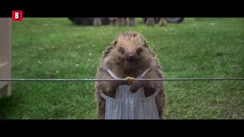 Animal comedy videos