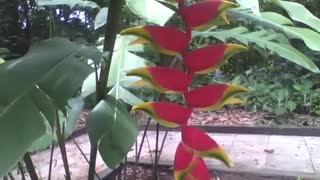 A linda planta helicônia rostrata, lembra patas de lagosta, no jardim botânico [Nature & Animals]