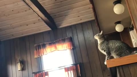 This Cat Attempts An Insane Jump That Ends Up In Epic Fail