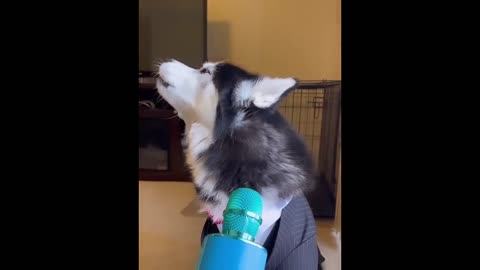 Funny Animal Videos 😂