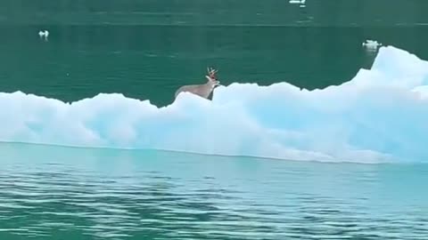 This is a first. A buck on an iceberg.