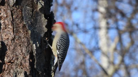 Pileated woodpecker