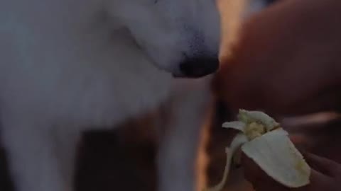 Cute Dog Eating, Dog Video