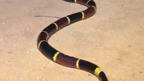 Dangerous Snake (real vedio)
