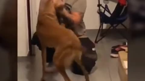 Smart dog reactions as they meet their owners after a long time.