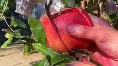 Beautiful fruits gardens video
