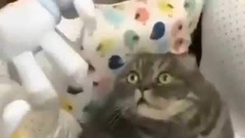 Funny Cat-Frightened look