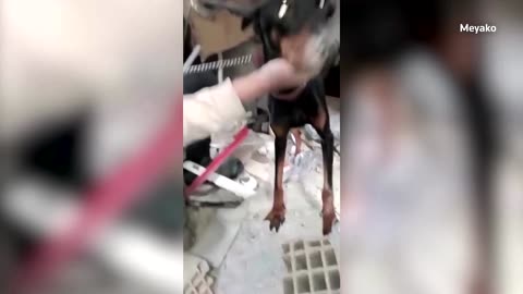 Dog and pups rescued from quake-hit Turkey building