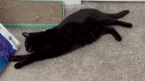 Adopting a Cat from a Shelter Vlog - Cute Precious Piper Does Her Stretches