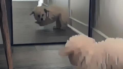 "Mirror, Mirror on the Floor: Tiny Pup's Big Startle!"