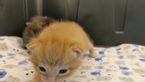 Unfortunately Sad Expensive, clean and cute kitten playing with its mother