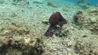 Octopus changes color - HD video - Part 3