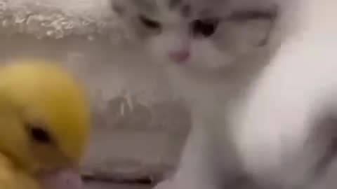 Funny cat videos