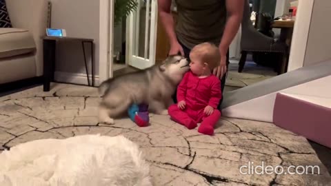 Cute puppy seen human baby first time !