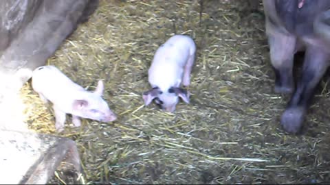 AWESOME MOTHER PIGS & THEIR PIGLETS - A Must See