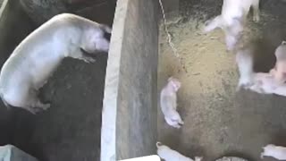 Animal: Mother pig gets sick of the fighting