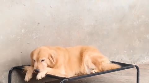 Funniest animal videos || A responsible pet dog soo cute