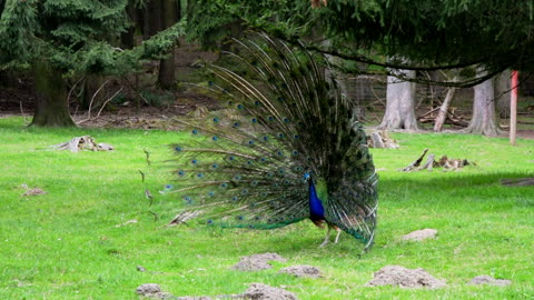 male_peacock_displaying_his_eye-spotted_tail (Original)