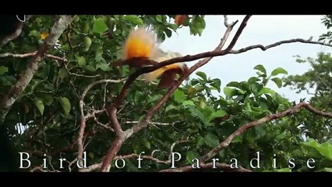 Bird from paradise of papua