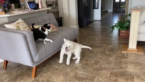 Cat boxing puppy