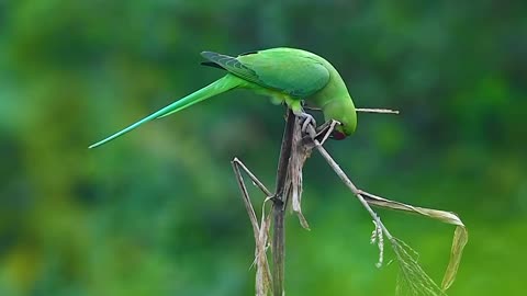 Rose-ringed parakeet #reels ,#reelsvideo , #trendingreels ,#viral, #wildlifephotography