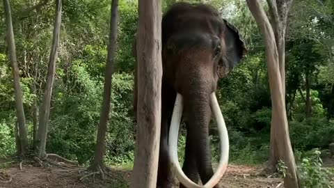 Animal || Elephant in india