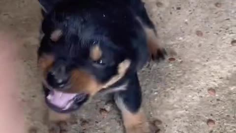 Dog is very angry because of his owner's antics cute dog