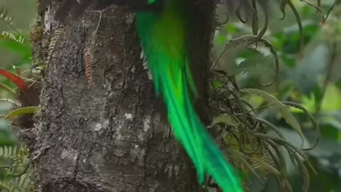 Parrot's nest