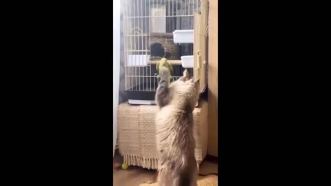 Cats vs. Dogs: A Hilarious Compilation of Funny Pet Videos