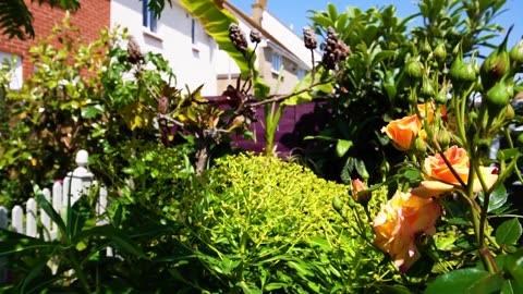 Tropical garden