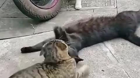 Wife, Lover, Husband. Right ? ! 😻 😍 - Funny Cats Videos 2021#5