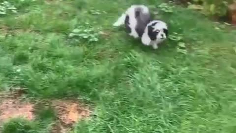 New Puppy Learns About Glass Doors