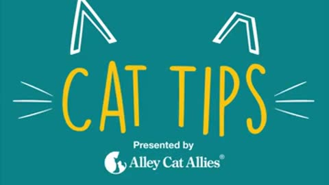 Cat Tips: Kitten Care Kit