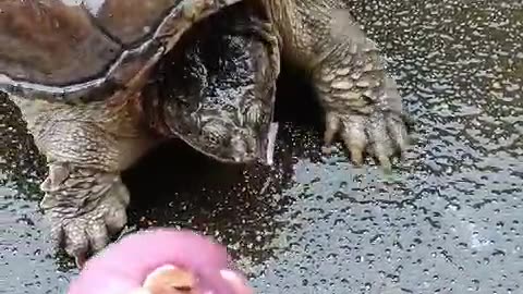 Hungry Turtle