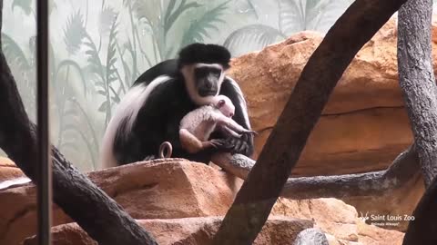 Baby colobus monkey at Saint Louis Zoo