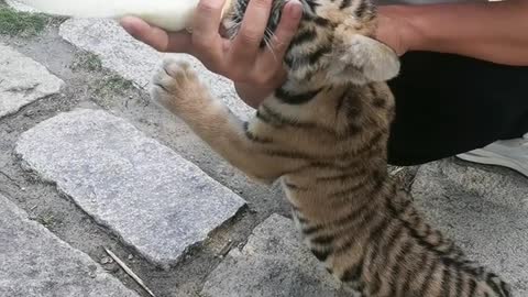 Little tiger