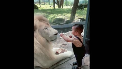 Cute baby fun with lions