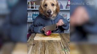 Funny Animal Video 2023 Part1