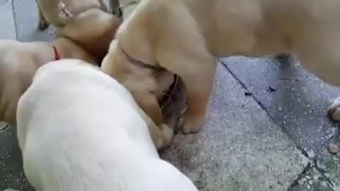 Cachorros de Labrador se mueven en sincronía durante la hora de la comida