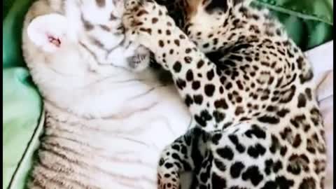 A tiger cub, a leopard cub, it's fun to put them together