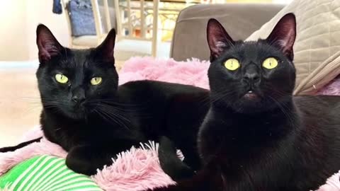 Black cat wasn't getting adopted. Then this woman took him home. # cats # animals