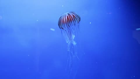 Jellyfish Swimming Underwater At Display In An Aquarium
