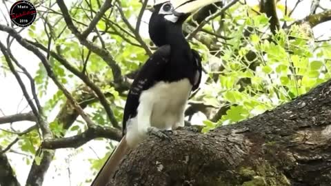 borneo island hornbill