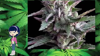 Thai Chi – Ace Seeds